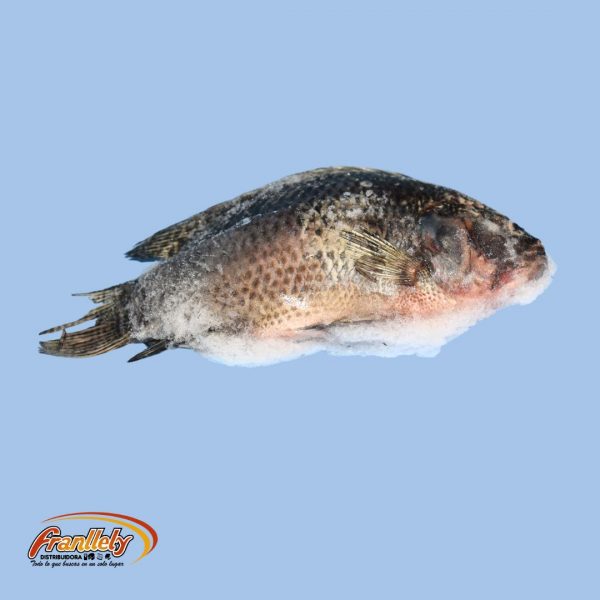 Tilapia Negra
